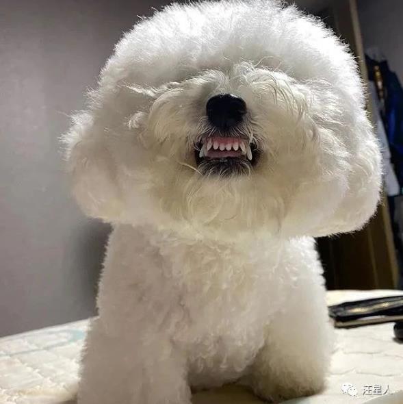 比熊有多萌,主人见到小点可爱比熊犬就想咬牙