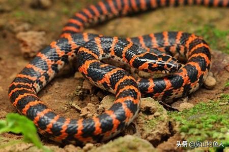 在河里钓鱼遇到大黑蛇真实事件,野钓遇到蛇的真实事件