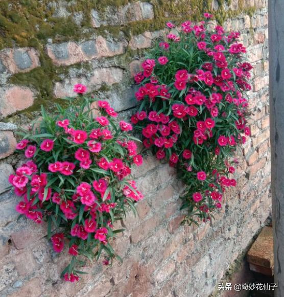 石竹花属于什么花卉,各种石竹花的品种和图片
