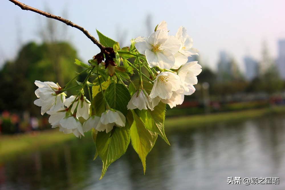 十里樱花十里尘,十五个赏樱地,赴一场樱花之恋