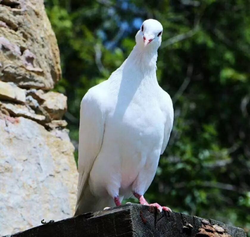12月份地产销售文案,房产销售等客户朋友圈文案