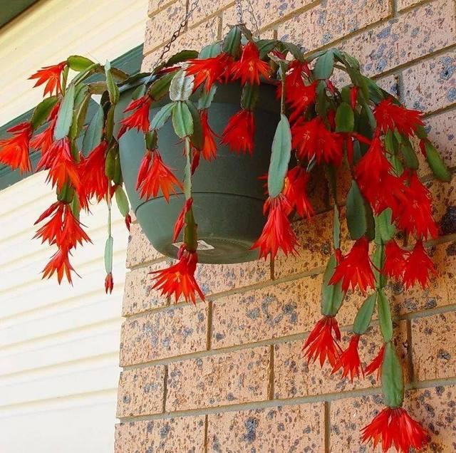 假昙花蟹爪兰仙人指哪个开花期长,仙人指和蟹爪兰的花有什么区别