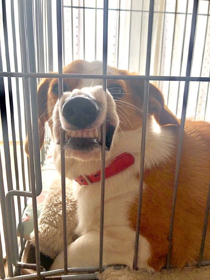 鼻子被压变形会恢复吗,鼻子被挤肿硬硬的