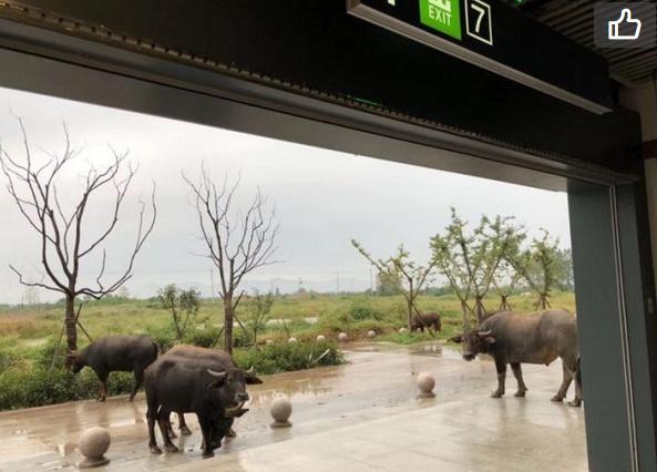 石林云城楼盘怎么样,石林云城洋房值得购买吗