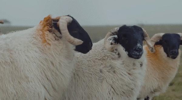 粗花呢西装搭配酒红色西裤,新中式复古风西装穿搭