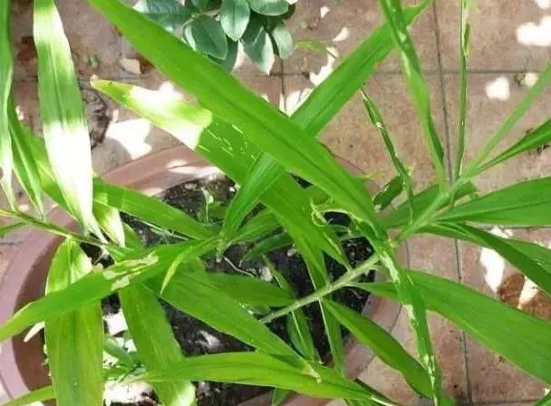 生姜的盆栽种植方法和时间,盆栽生姜的种植方法和时间