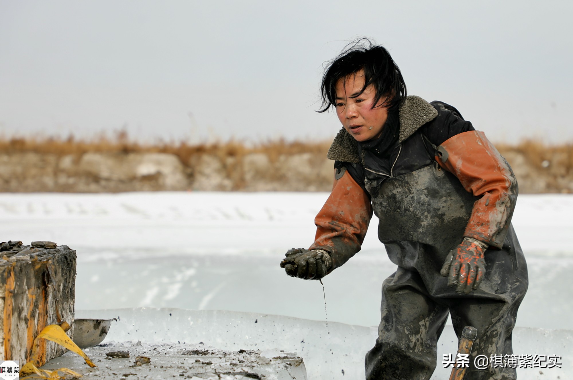 挖竹节蛏挣钱,赶海抓蛏子一天能赚多少钱