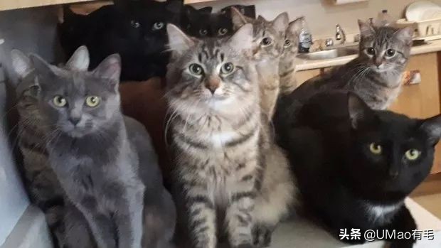 预防应激！6招帮猫咪减少焦虑