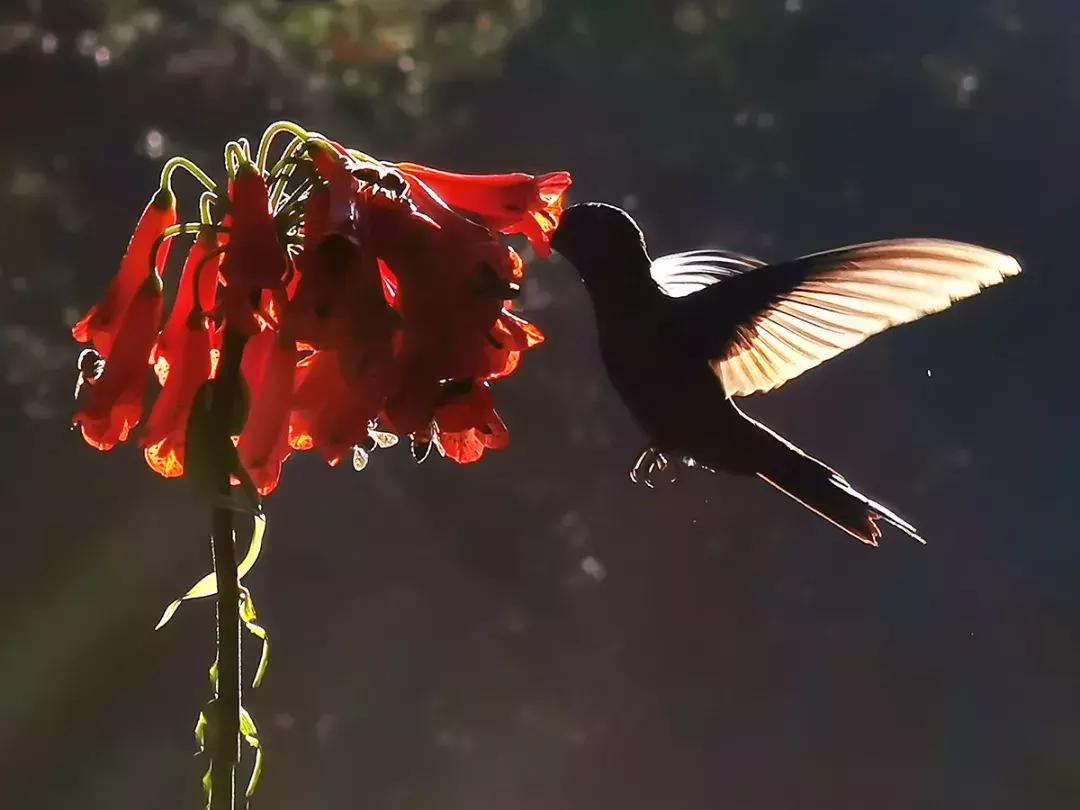 华为p30的镜头模组叫什么,华为p30镜头是蓝宝石的吗