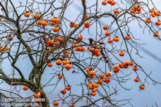 为什么柿子有硬有软,为啥柿子会涩