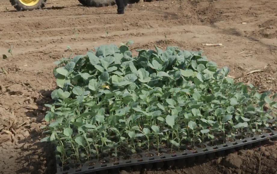 现在栽秧苗用什么机器,双轴气动移栽机械手教学视频