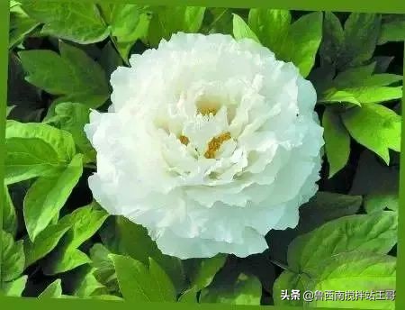 牡丹十大品种九大花系,牡丹进口品种图片及名称