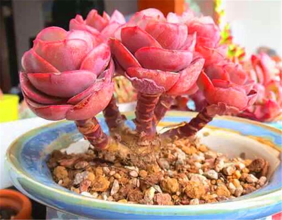 多肉秀妍怎么叶插繁殖,单头秀妍老桩徒长怎么办