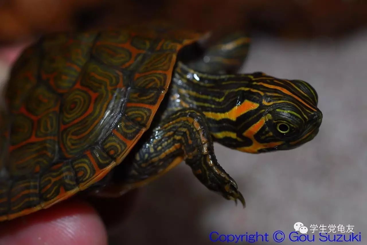 真假李逵——我们买到的“大河甜甜圈”是何许龟也?