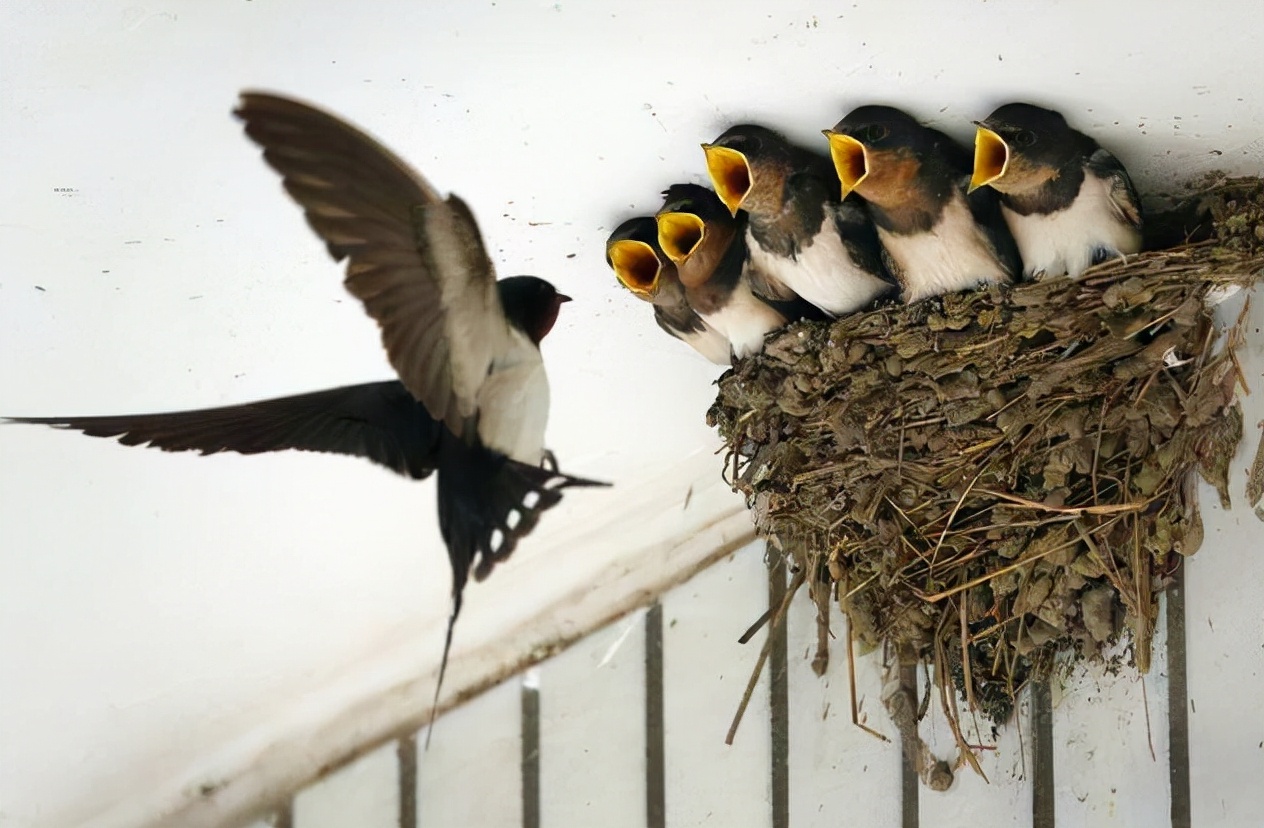 五喜代表什么,家中四喜是哪四喜