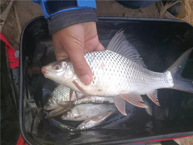 梅州钓法钓鲮鱼钩距多少,钓鲮鱼正确的吃口信号