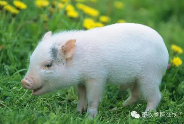 养殖户头疼的母猪产后子宫问题