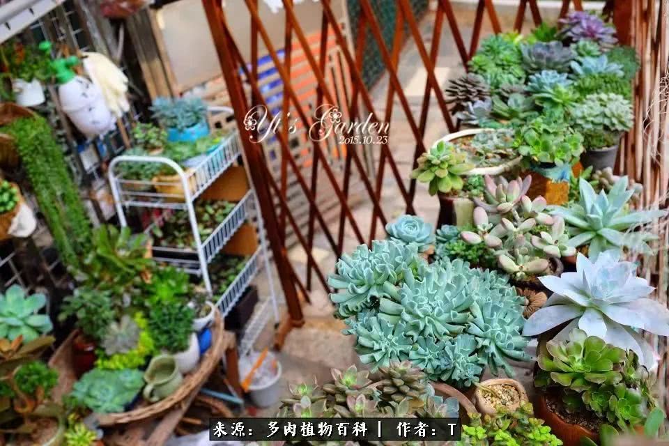 多肉还可以这样玩(上):八年养肉路剪影!