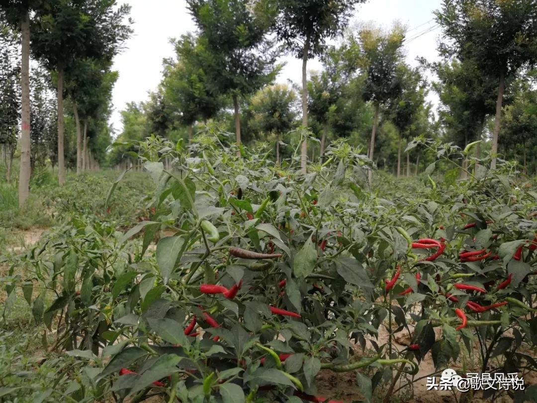 山东冠县精品苗木基地,冠县种植基地