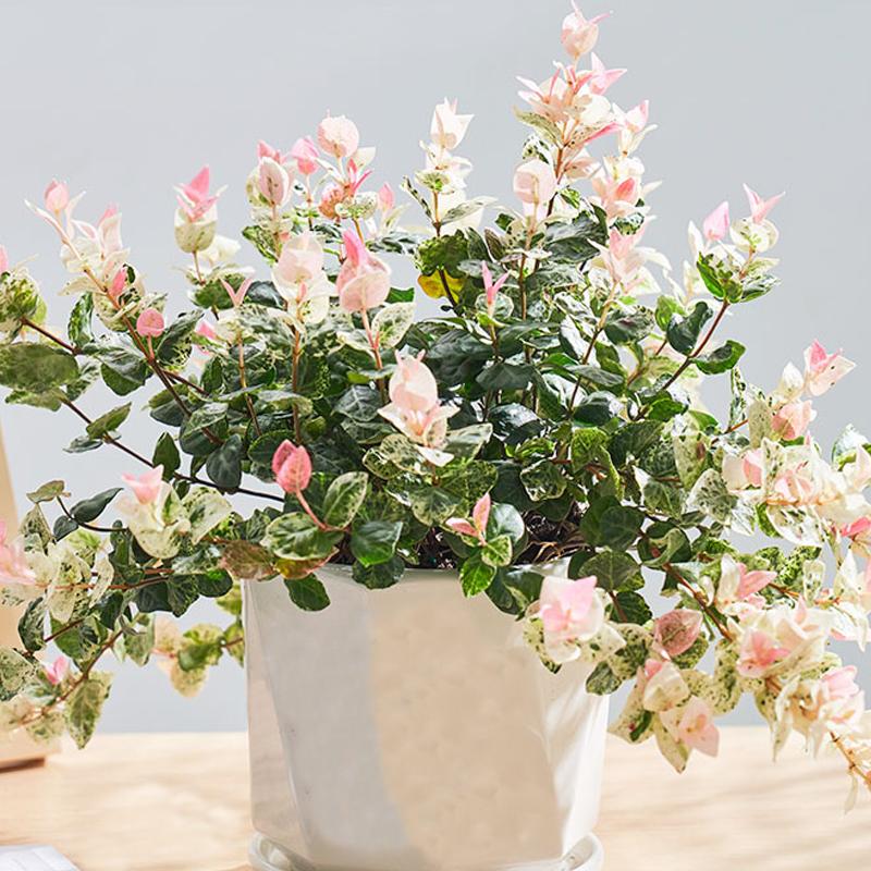 优雅灵动婉转清丽的花叶藤草,花叶络石这么养护,缤纷芳菲如彩蝶