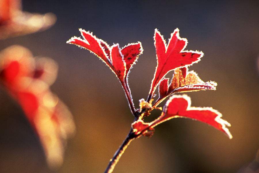 霜降诗词配图,霜降节气诗句及图片