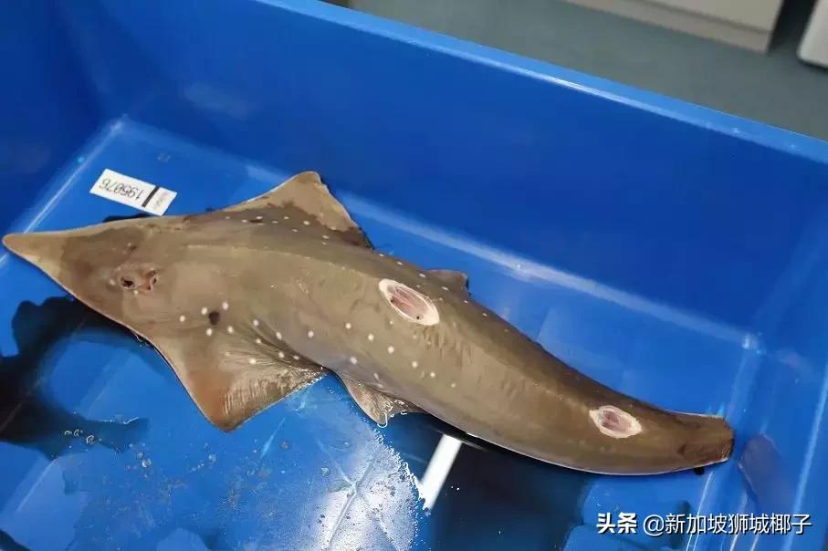 新加坡超市有卖中国的货吗,新加坡奇怪特产