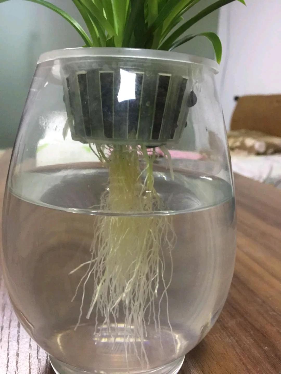 水培绿萝富贵竹叶子发黄怎么回事,水培富贵竹叶发黄水臭怎么办