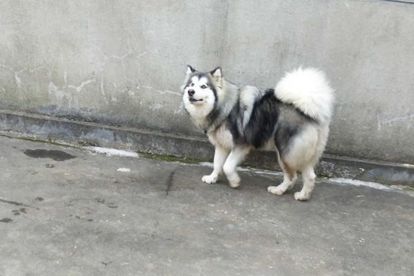 怎么确定阿拉斯加发情,阿拉斯加发情过了会有什么症状