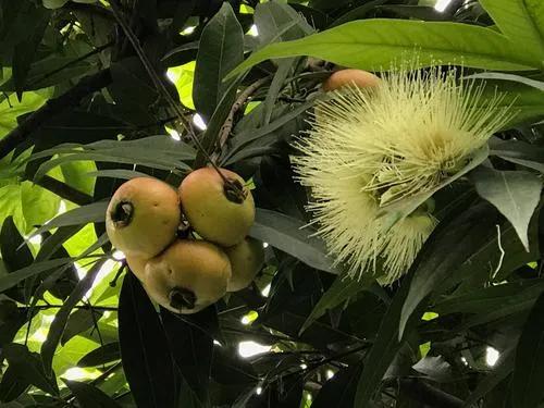 80后90后农村儿时零食野果,在海南儿时吃的野果还记得几种