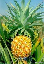 广西钦州水果大全,广西灵山水果