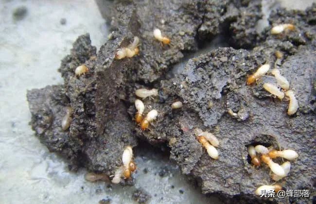 土人参多少钱一苗,土人参1千克得多少钱