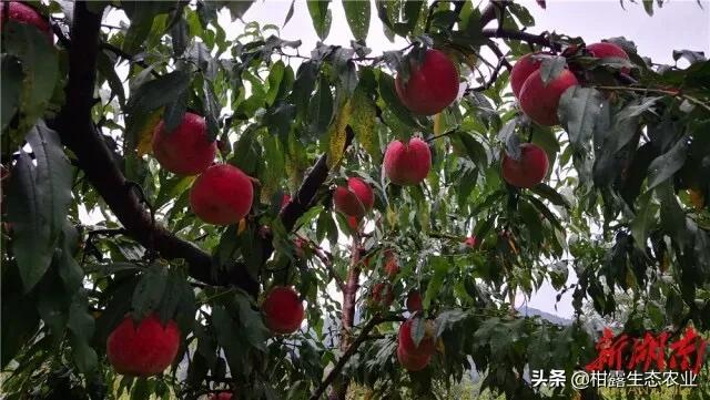 桃树新品种2023年桃子价格,突围桃子价格最新行情