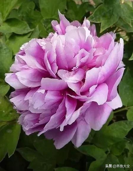 一至十二月的花期,12月到2月份的花期