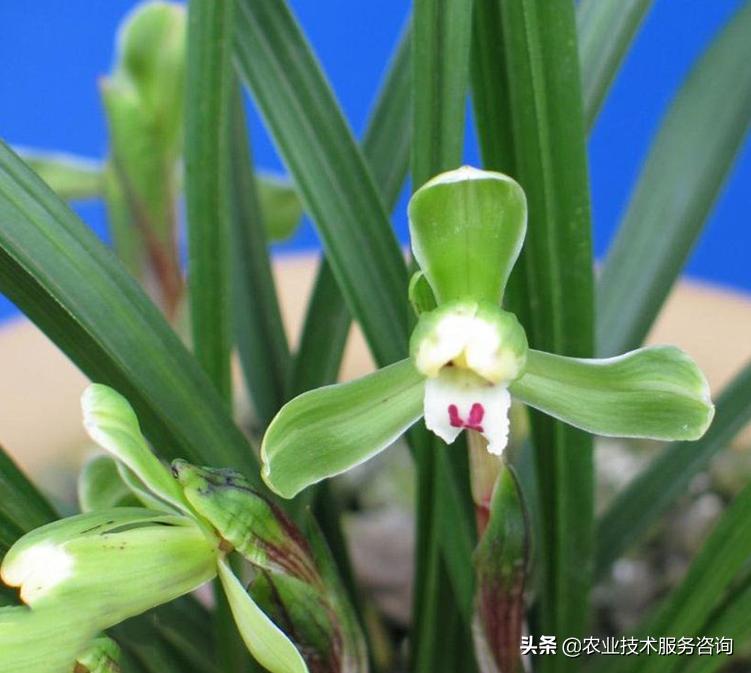 广西名贵兰花品种,莲瓣兰花名贵品种