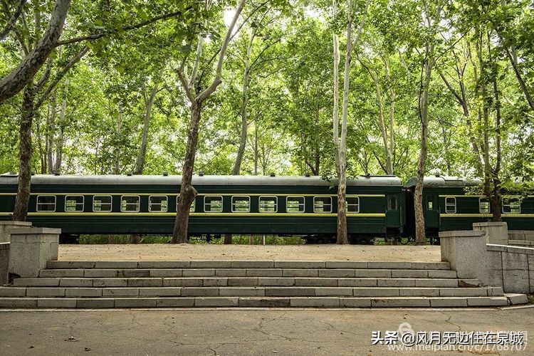 济南一颗梧桐树,济南的法国梧桐