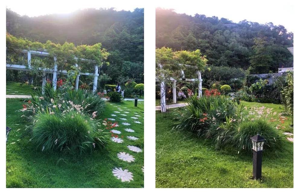 花园庭院设计花卉园艺,花园搭配的草类植物