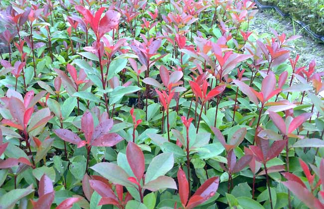 红叶石楠品种图片大全,红叶石楠可以嫁接哪些品种