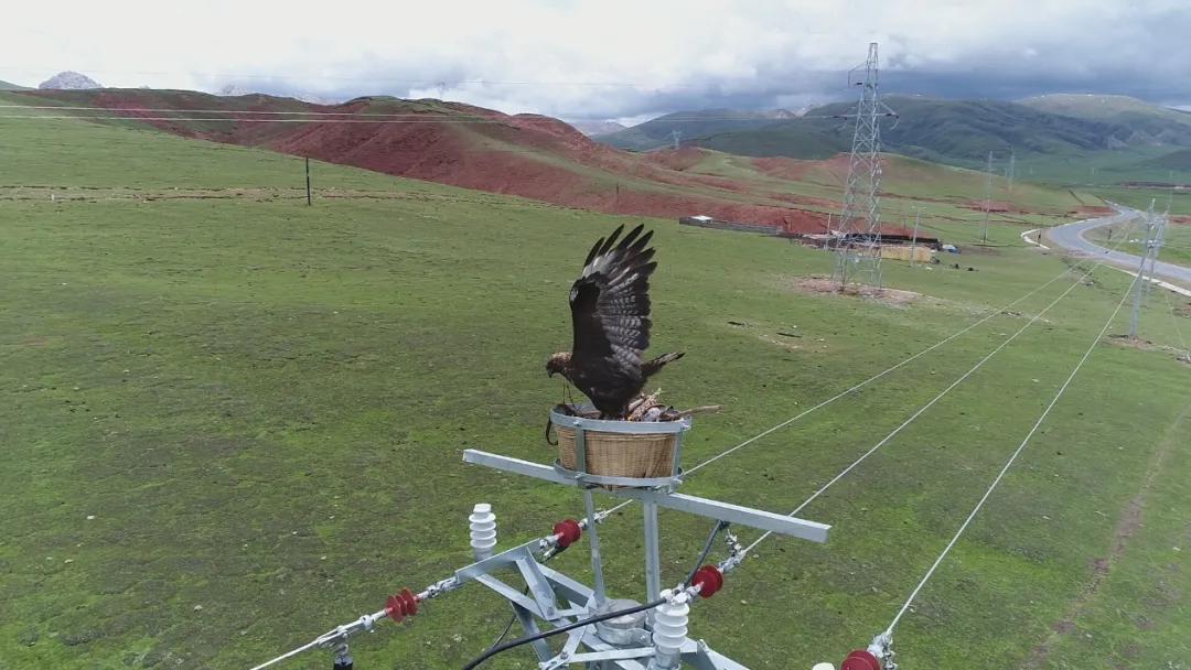 生物多样性保护的有关行动计划,保护生物多样性刻不容缓