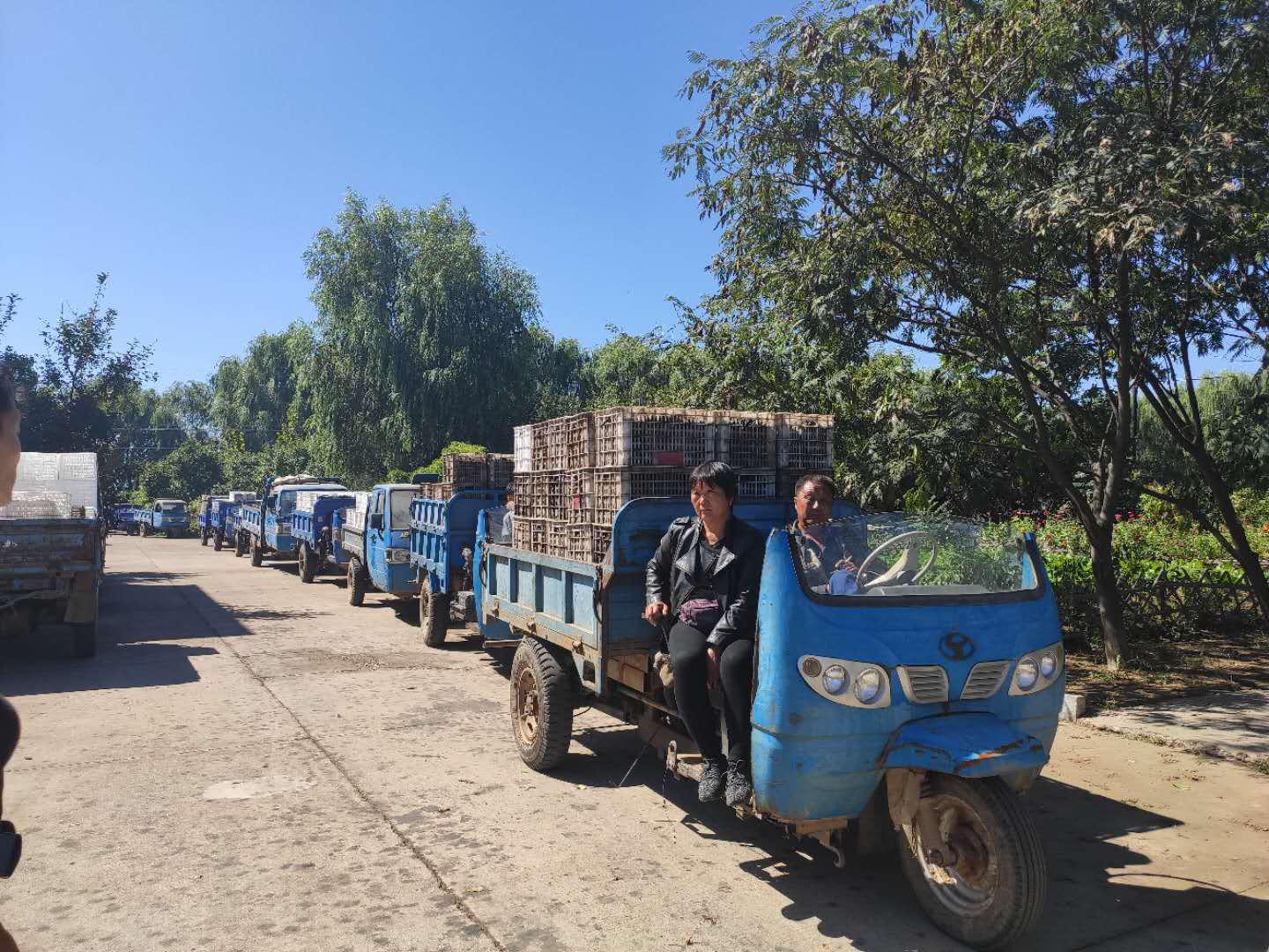 几千亩没人要的“小黑果”,这家葡萄酒厂全包了