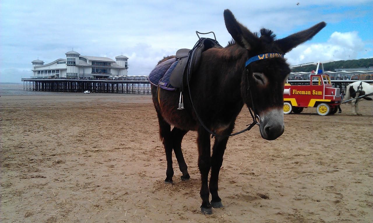 怎么让一头犟驴听话,怎么驯服一头犟驴