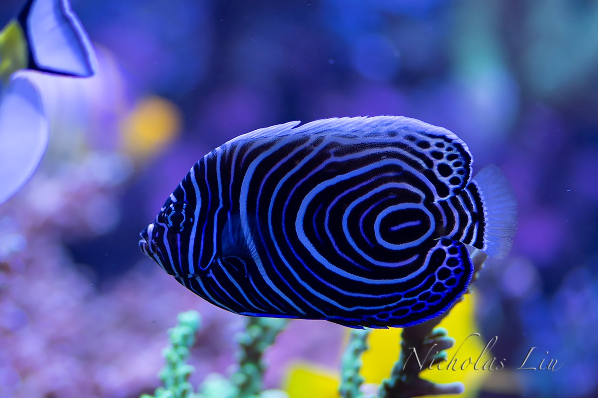 经典海水礁岩生态缸分享，180×120×60厘米三面观赏海缸