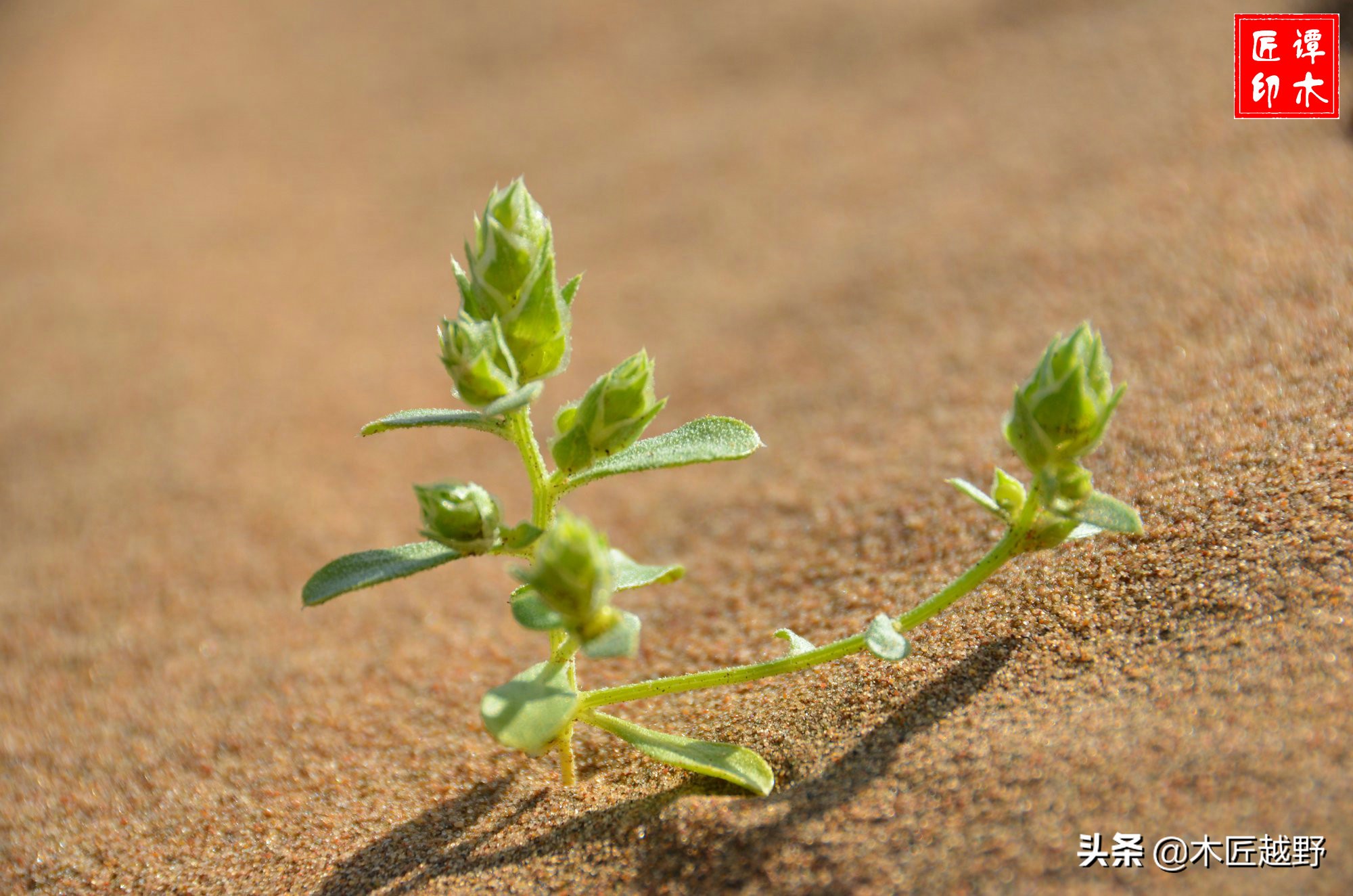 当木工学徒,当木匠的故事