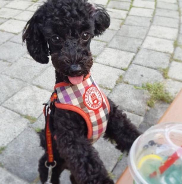 朴灿烈的多芬,多芬vivi吴世勋朴灿烈