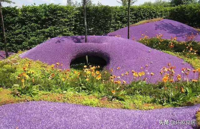 错过郁金香的阿姆斯特丹,荷兰赏花景点推荐