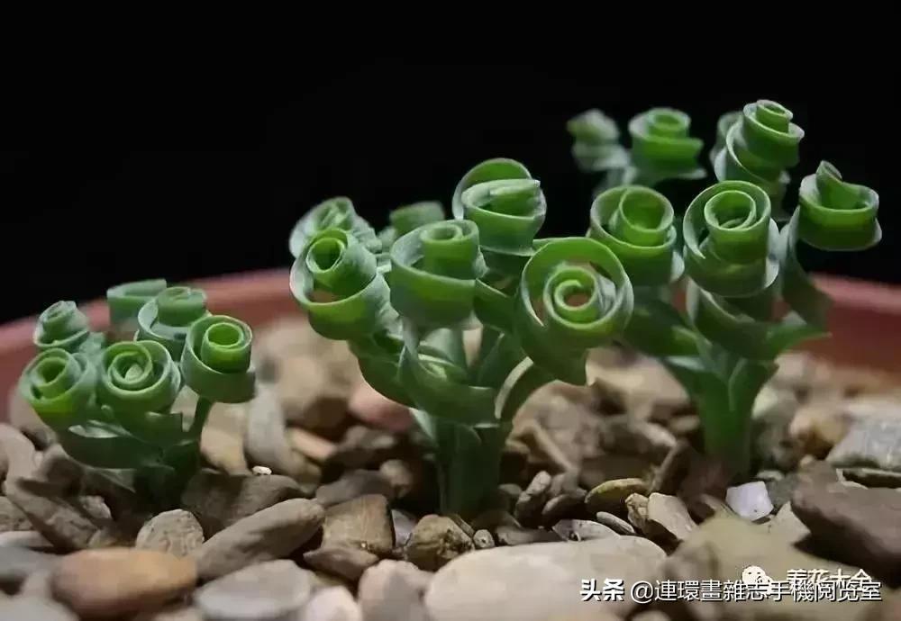 100种常见花卉植物图谱,100种花卉素描图谱