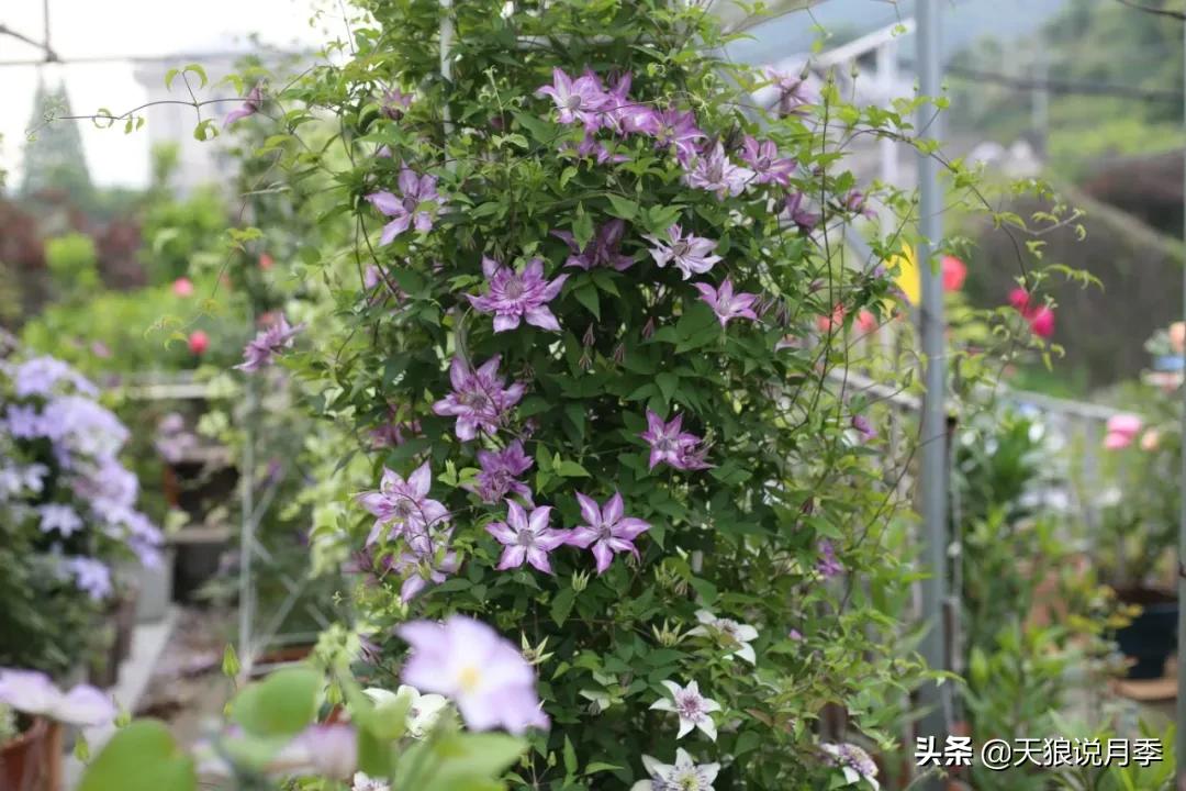 别人做梦都想要的花墙，他早就用铁线莲实现了