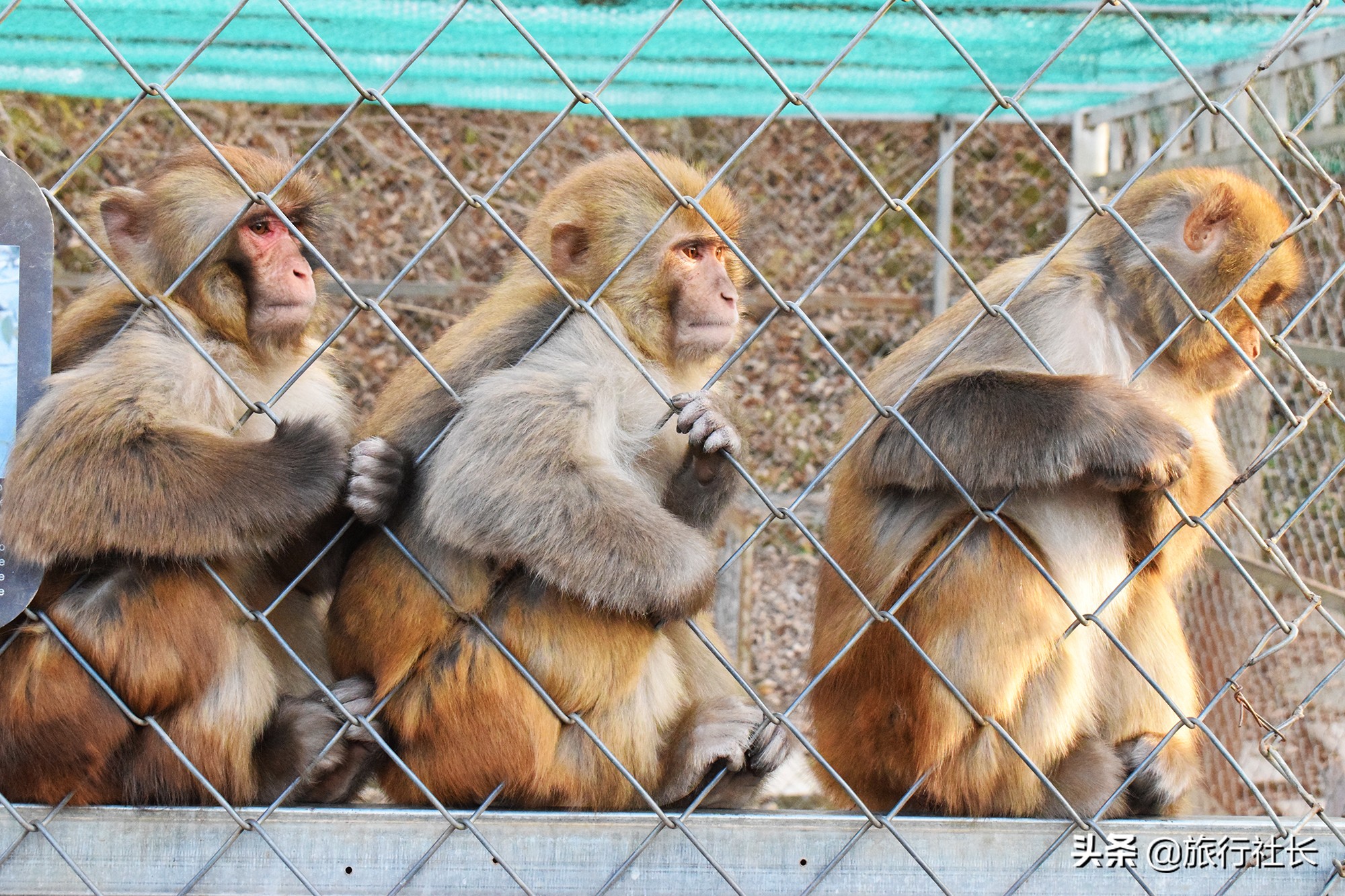 青花瓷孔雀长啥样,青花瓷孔雀在哪里