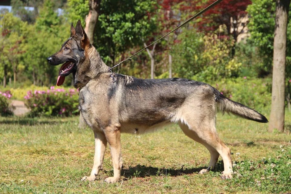 世界上所有的狗品种图片,世界最名贵的狗前十名及其简介