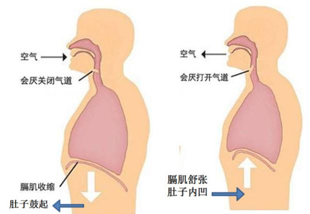 日本腹式呼吸减肚子,腹式呼吸会导致肚子变大吗