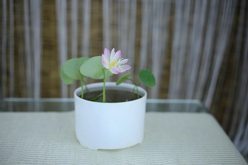 碗莲结了藕想让它再次开花怎么种,碗莲种藕生长到开花全过程